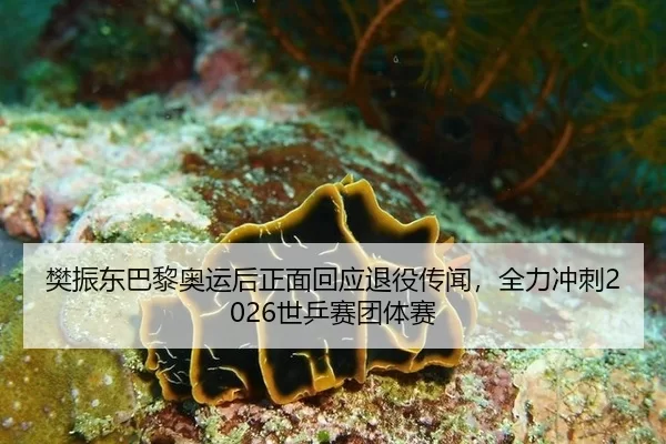 樊振东巴黎奥运后正面回应退役传闻，全力冲刺2026世乒赛团体赛